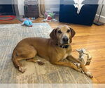 Small #2 English Coonhound