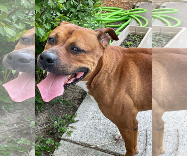 Medium Photo #1 Boxer-Unknown Mix Puppy For Sale in Germantown, OH, USA