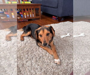 Collie-Unknown Mix Dogs for adoption in Plainfield, IL, USA