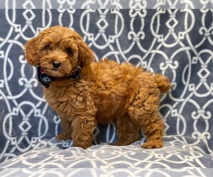 Cocker Spaniel-Poodle (Miniature) Mix Puppy for sale in LAKELAND, FL, USA