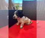 Small #2 Dachshund