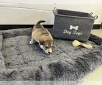 Small Photo #2 Australian Shepherd-German Shepherd Dog Mix Puppy For Sale in CANAL WHCHSTR, OH, USA