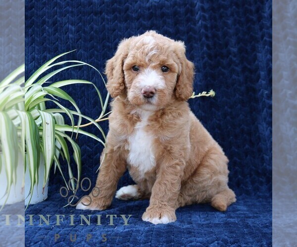 Medium Photo #5 Goldendoodle Puppy For Sale in NARVON, PA, USA