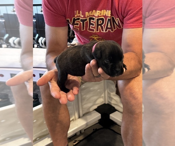 Medium Photo #81 Cane Corso Puppy For Sale in REEVESVILLE, SC, USA