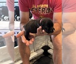 Small Photo #81 Cane Corso Puppy For Sale in REEVESVILLE, SC, USA