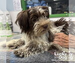 Small #2 Shih Tzu Mix