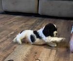 Image preview for Ad Listing. Nickname: Dotties Pups
