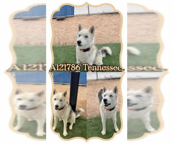 Medium Photo #1 Siberian Husky Puppy For Sale in HESPERIA, CA, USA