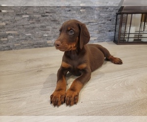 Doberman Pinscher Puppy for sale in MONROE, NC, USA