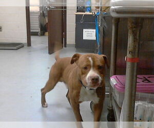 Mutt Dogs for adoption in Fayetteville, NC, USA