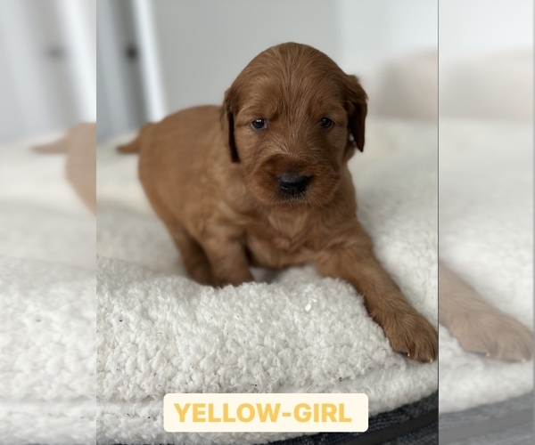 Medium Photo #5 Goldendoodle Puppy For Sale in SACRAMENTO, CA, USA