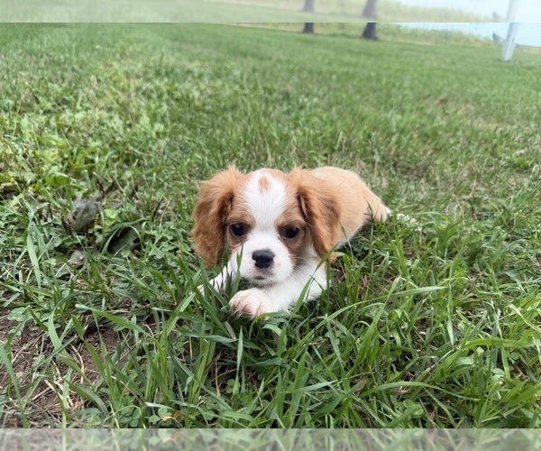 Medium Photo #4 Cavalier King Charles Spaniel Puppy For Sale in ATHENS, WI, USA
