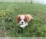 Small #3 Cavalier King Charles Spaniel