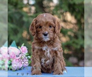 Cavapoo Puppy for sale in EAST EARL, PA, USA