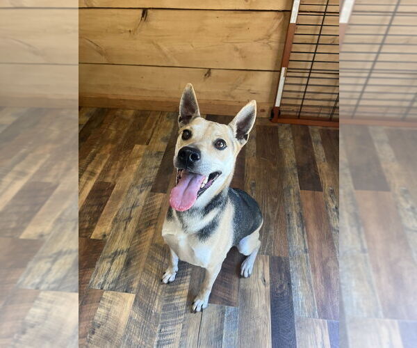 Medium Photo #1 German Shepherd Dog Puppy For Sale in Benton, PA, USA