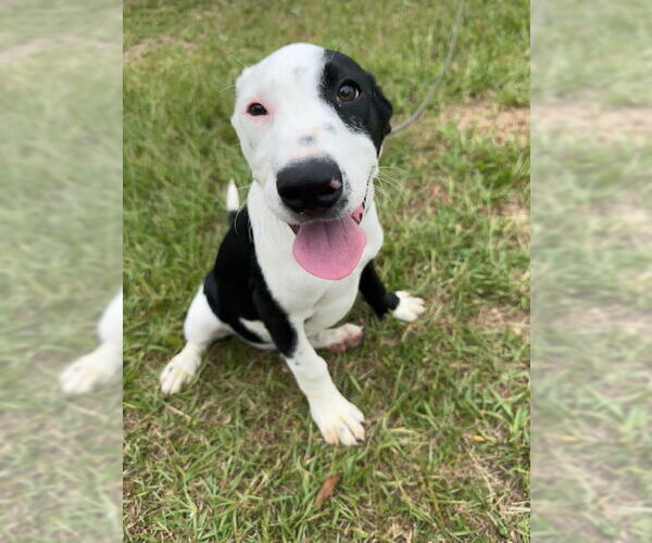 Medium Photo #2 Pointer-Unknown Mix Puppy For Sale in Tarrytown, GA, USA