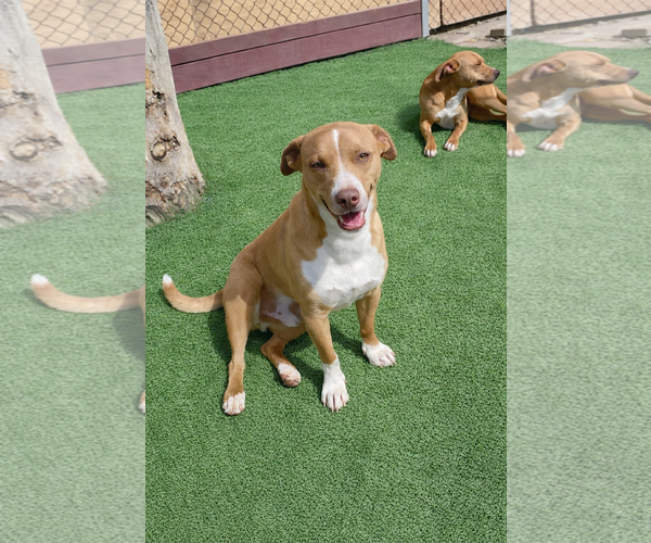 Medium Photo #6 Dachshund-Staffordshire Bull Terrier Mix Puppy For Sale in La Verne, CA, USA