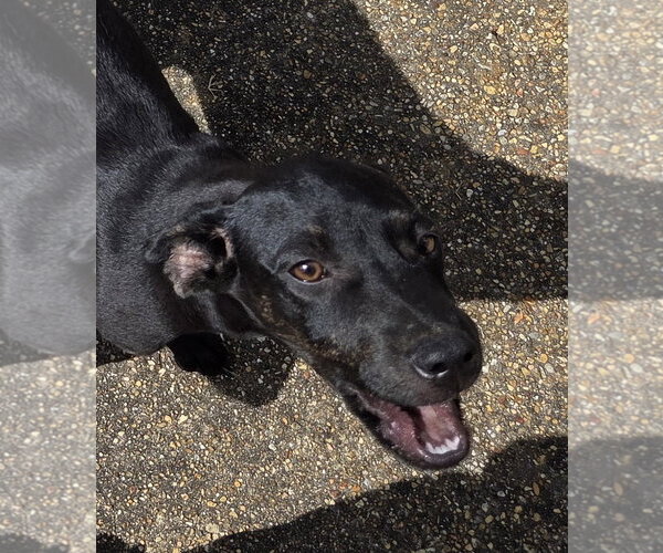 Medium Photo #3 Plott Hound-Unknown Mix Puppy For Sale in Horn Lake, MS, USA