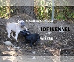 Small Photo #43 French Bulldog Puppy For Sale in TACOMA, WA, USA