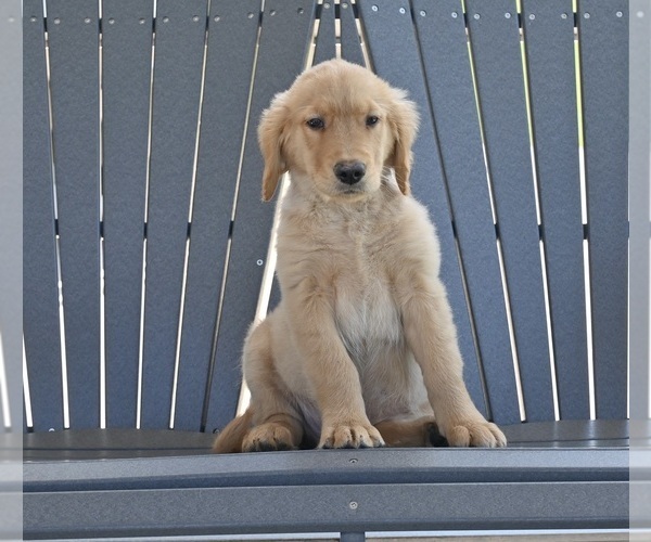 Medium Photo #1 Golden Retriever Puppy For Sale in MILLERSBURG, OH, USA