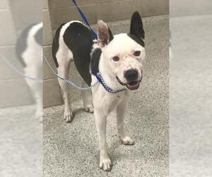 American Pit Bull Terrier Dogs for adoption in Conroe, TX, USA