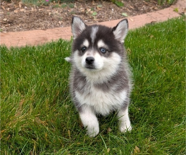Medium Photo #3 Pomsky Puppy For Sale in GOSHEN, IN, USA