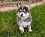 Small Photo #3 Pomsky Puppy For Sale in GOSHEN, IN, USA