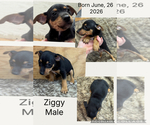 Small #8 Rat Terrier
