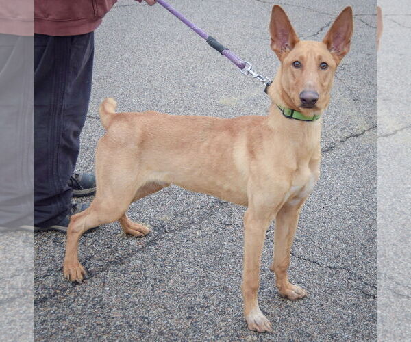 Medium Photo #2 Basenji-Ibizan Hound Mix Puppy For Sale in Huntley, IL, USA