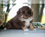 Small Photo #8 Miniature Australian Shepherd Puppy For Sale in CHRISTIANA, PA, USA
