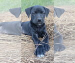 Small #1 Labrador Retriever Mix