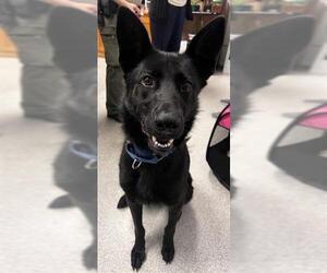 Medium German Shepherd Dog