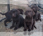 Small Photo #11 Labrador Retriever Puppy For Sale in BENTS FORT, CO, USA