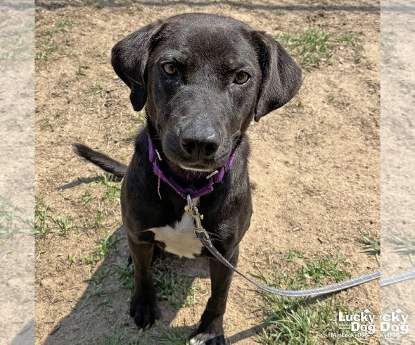 Medium Photo #2 Labrador Retriever-Retriever  Mix Puppy For Sale in Washington, DC, USA