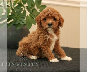 Cavapoo Puppy for sale in NARVON, PA, USA