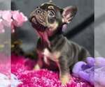 Small #3 French Bulldog
