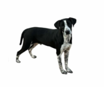 Small Mutt