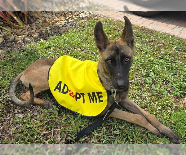 Medium Photo #1 Mutt Puppy For Sale in Fort Lauderdale, FL, USA