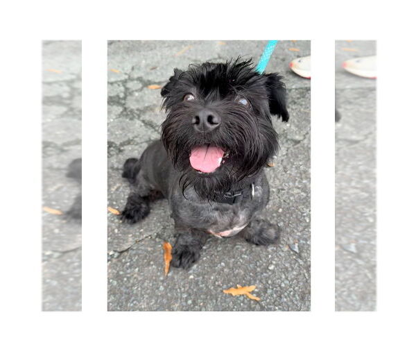 Medium Photo #2 Shih Tzu-Unknown Mix Puppy For Sale in Mooresville, NC, USA