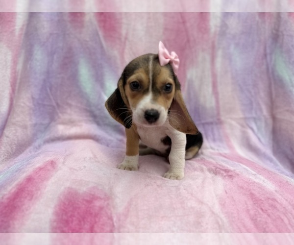 Medium Photo #4 Beagle Puppy For Sale in LAKELAND, FL, USA