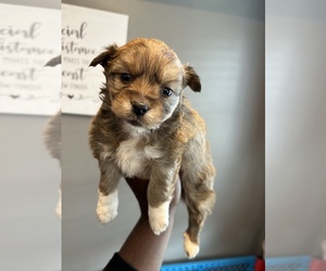 Morkie Puppy for sale in ABERDEEN, MD, USA