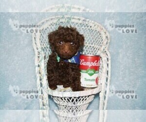 Poodle (Toy) Puppy for sale in SANGER, TX, USA