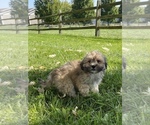 Small Photo #2 ShihPoo Puppy For Sale in CANOGA, NY, USA