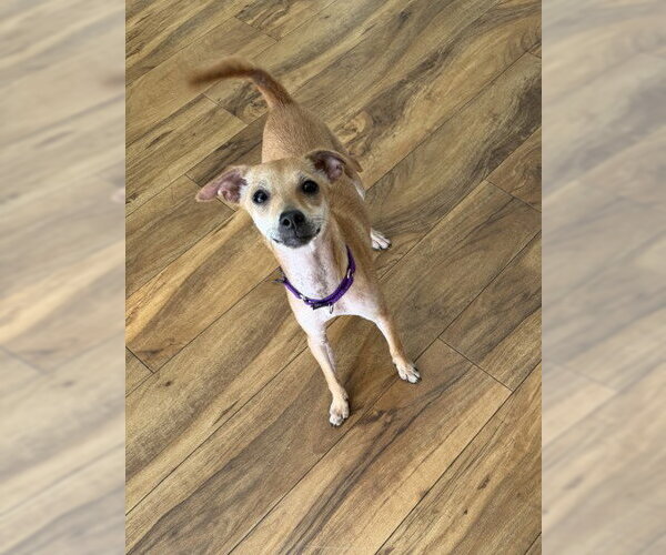 Medium Photo #2 Mutt Puppy For Sale in Pleasanton, CA, USA