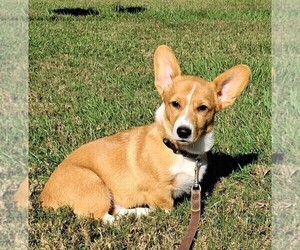 Pembroke Welsh Corgi Puppy for sale in HILLIARD, FL, USA