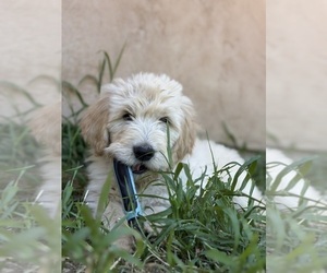 Goldendoodle Puppy for sale in VALLEY CENTER, CA, USA