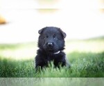 Small #2 German Shepherd Dog