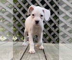 Small Photo #16 Boxer Puppy For Sale in HUMBOLDT, TN, USA