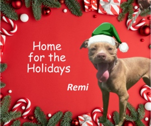 Mutt Dogs for adoption in Rootstown, OH, USA