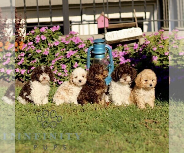 Medium Photo #4 Cavapoo Puppy For Sale in QUARRYVILLE, PA, USA